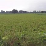 Agricultural Land for Sale in Rathgawan, Aligarh