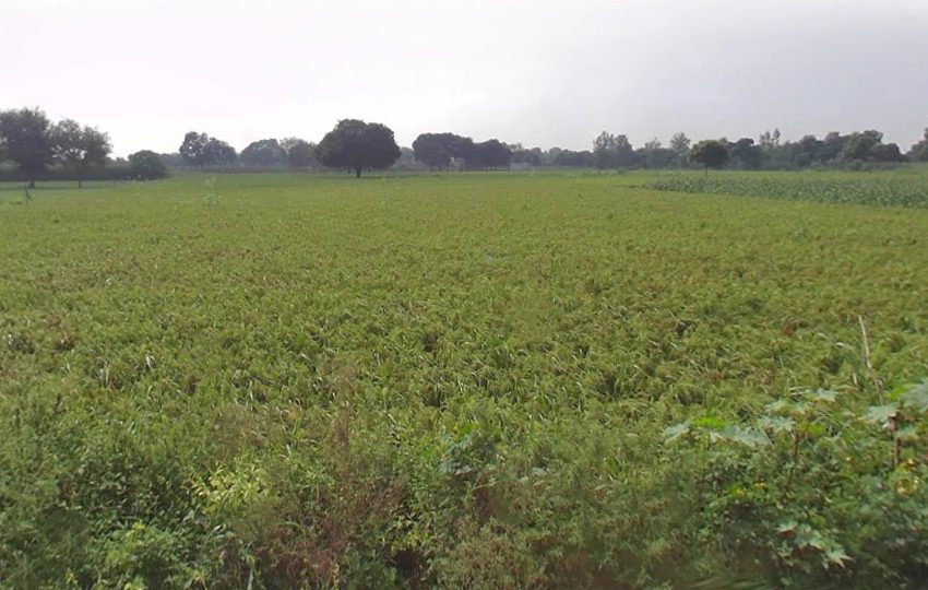 Agricultural Land for Sale in Rathgawan, Aligarh