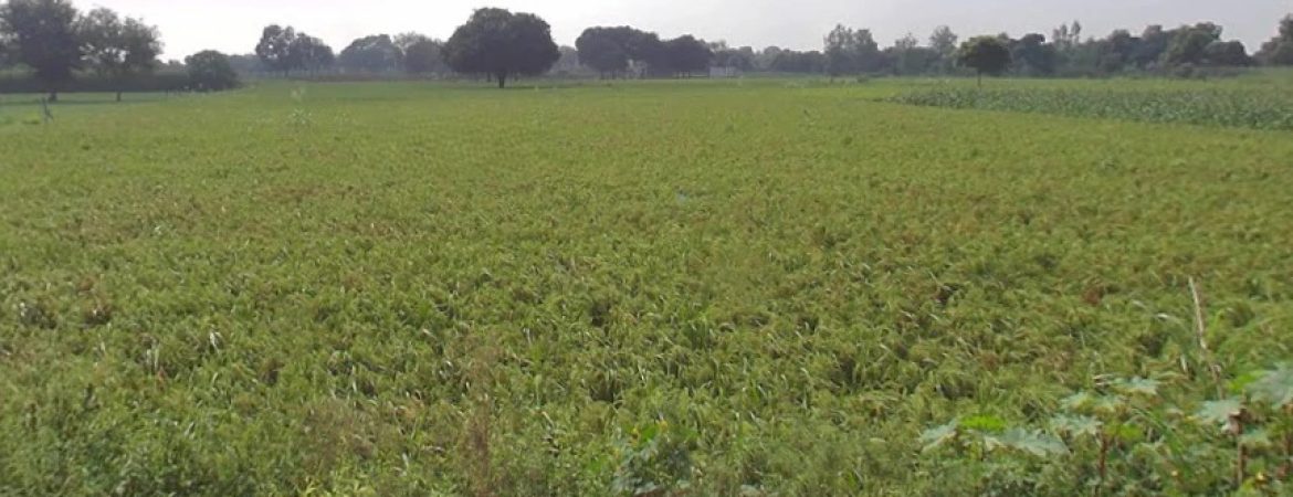 Agricultural Land for Sale in Rathgawan, Aligarh